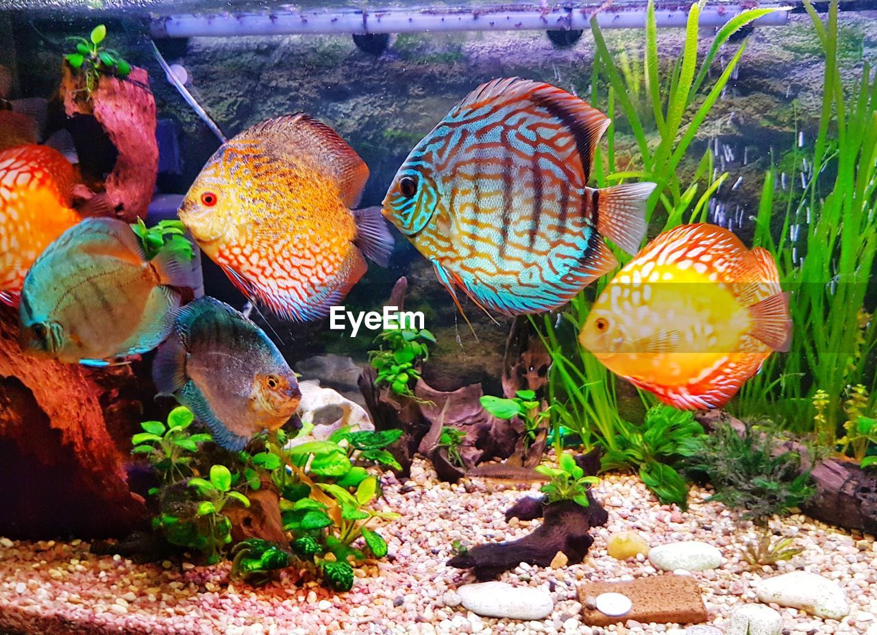 Aquarium discus 