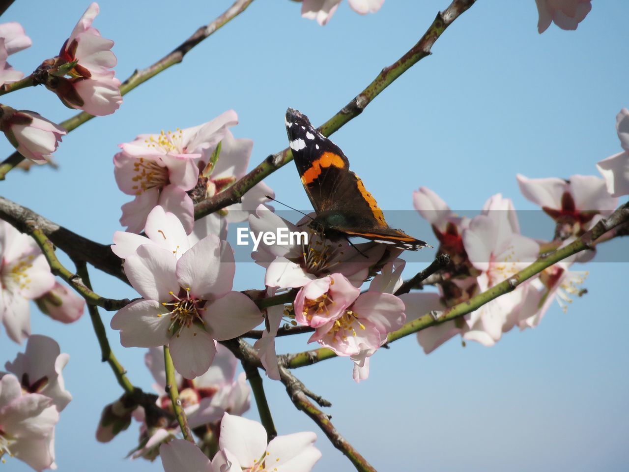 LOW ANGLE VIEW OF CHERRY BLOSSOMS ON BRANCH