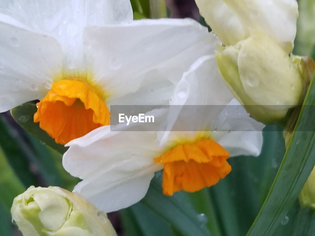 CLOSE-UP OF YELLOW FLOWER