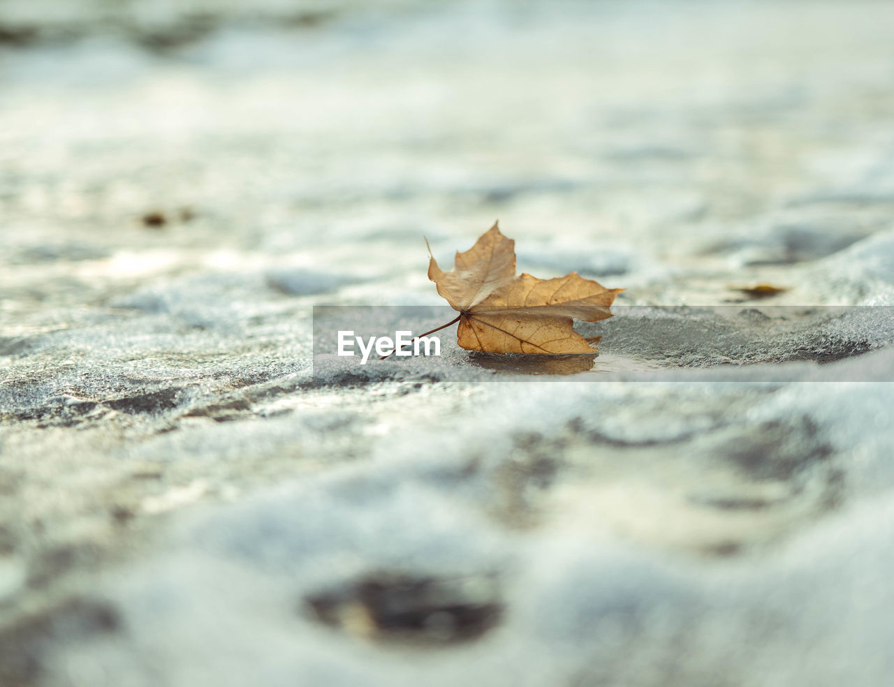 Close-up of dry maple leaf on land