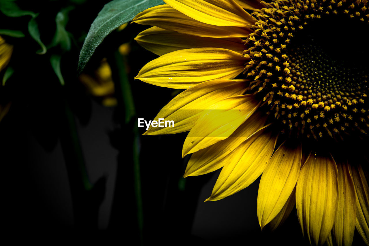 Close-up of sunflower