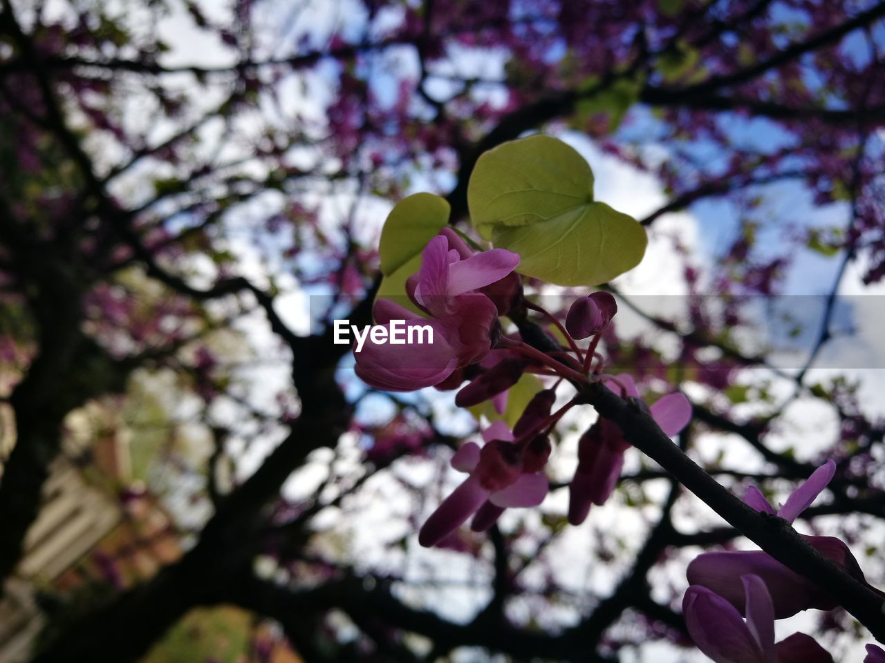 CLOSE-UP OF PINK FLOWER TREE