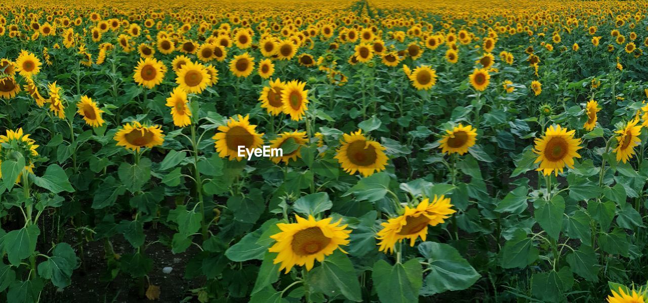 SUNFLOWERS ON FIELD