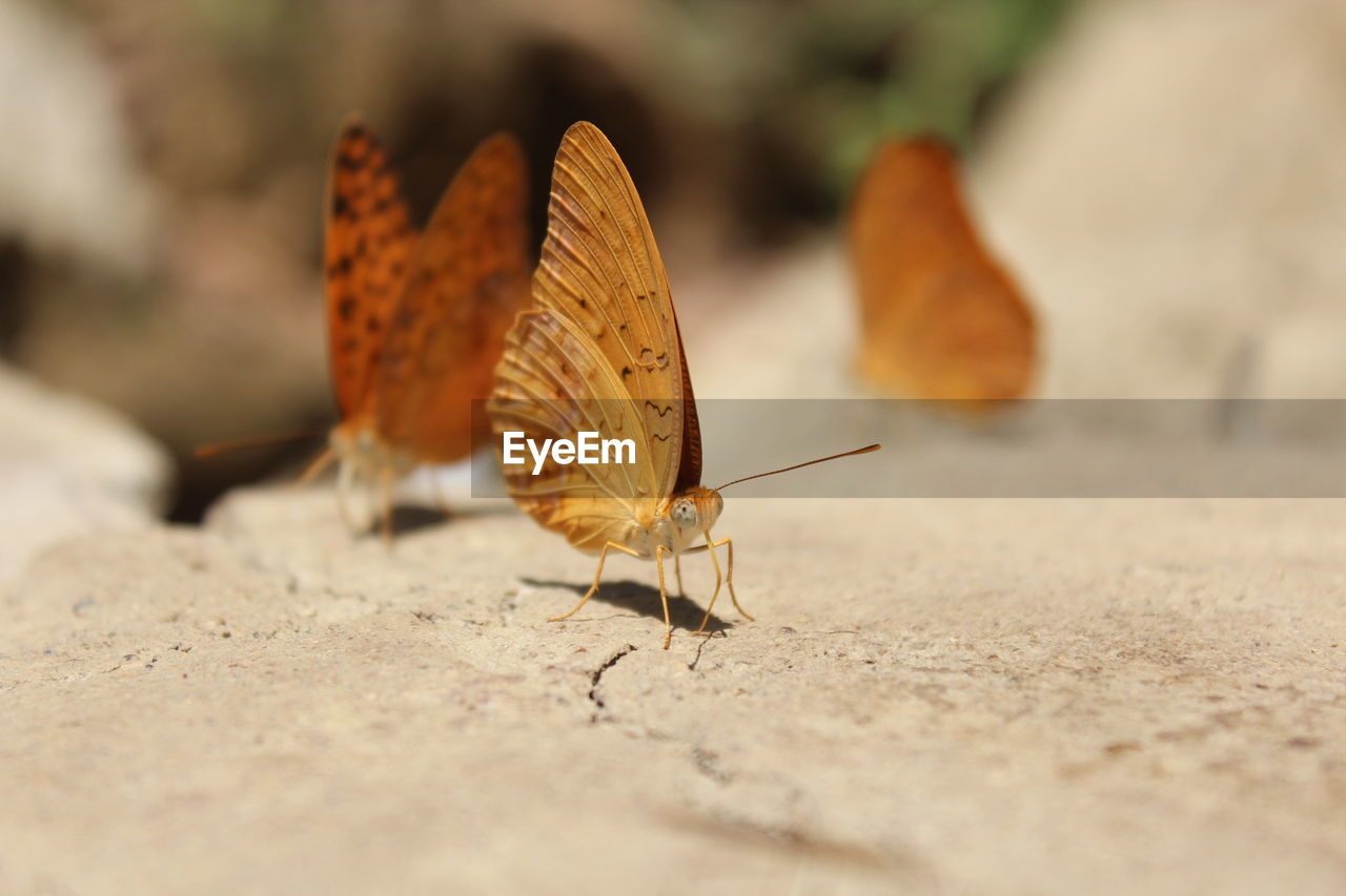 Butterfly on leaf