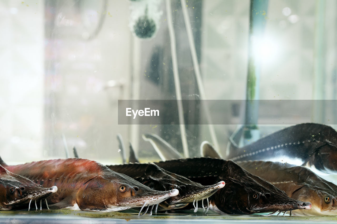 CLOSE-UP OF FISH IN AQUARIUM