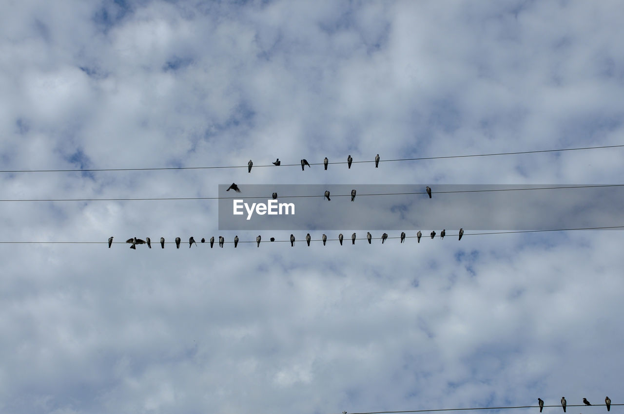 LOW ANGLE VIEW OF BIRDS FLYING