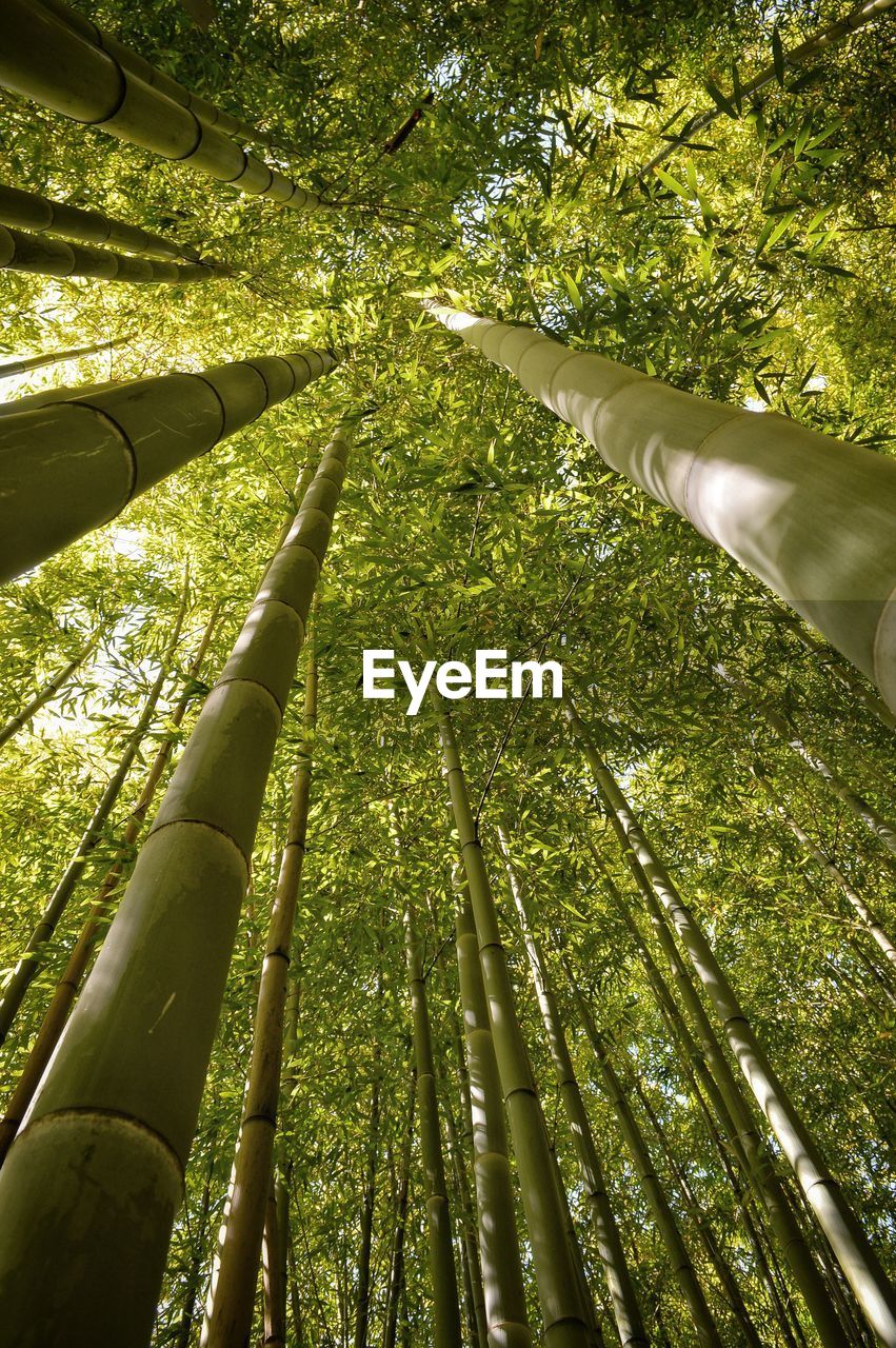 LOW ANGLE VIEW OF BAMBOO TREE