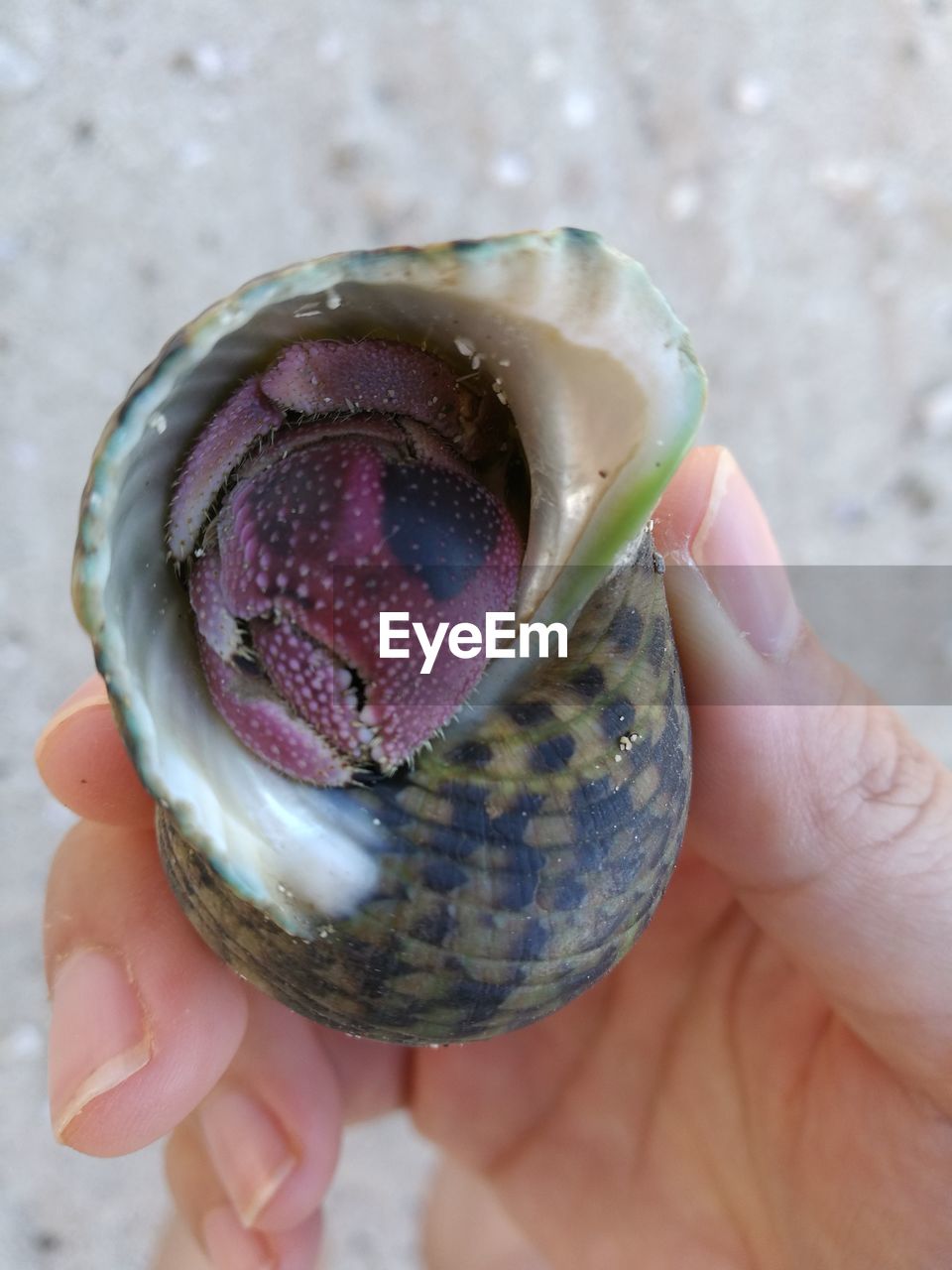 CLOSE-UP OF HUMAN HAND HOLDING CRAB