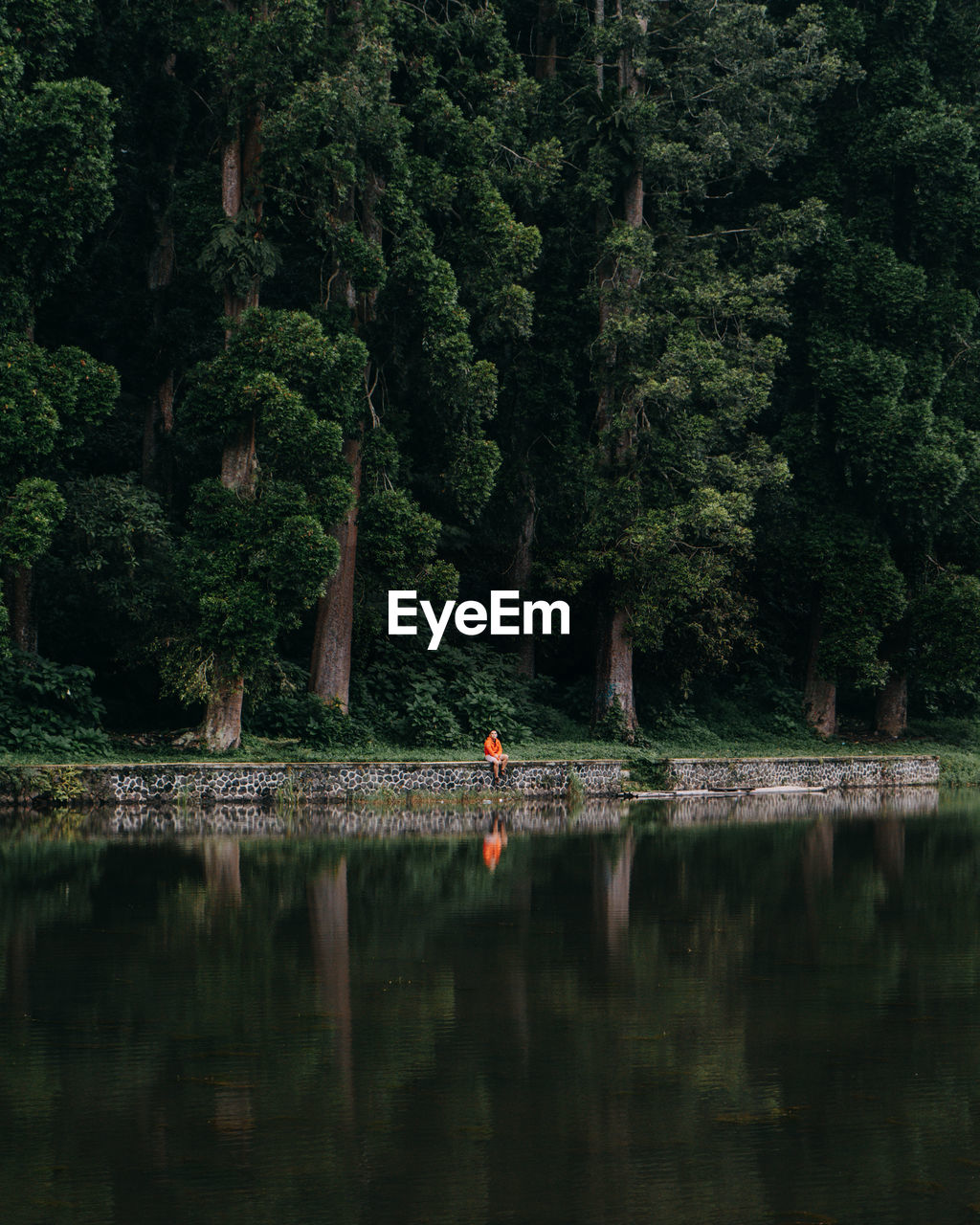 Scenic view of lake in forest