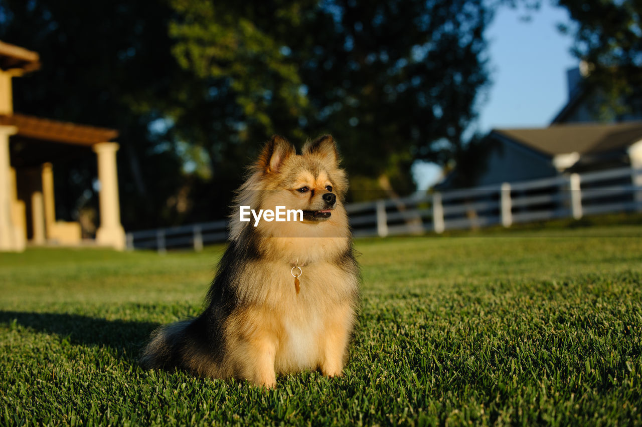 CLOSE-UP OF DOG ON GRASS