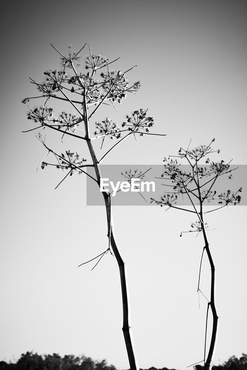 LOW ANGLE VIEW OF PLANT AGAINST SKY