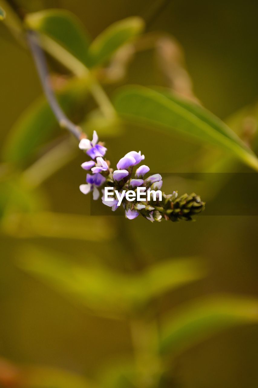 Close-up of purple flowering plant