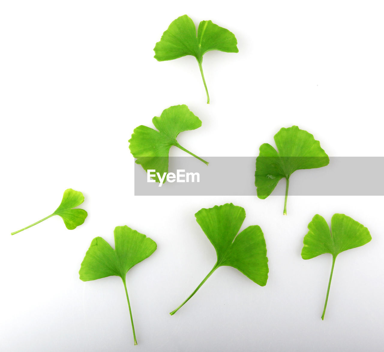 CLOSE-UP OF LEAVES ON WHITE BACKGROUND