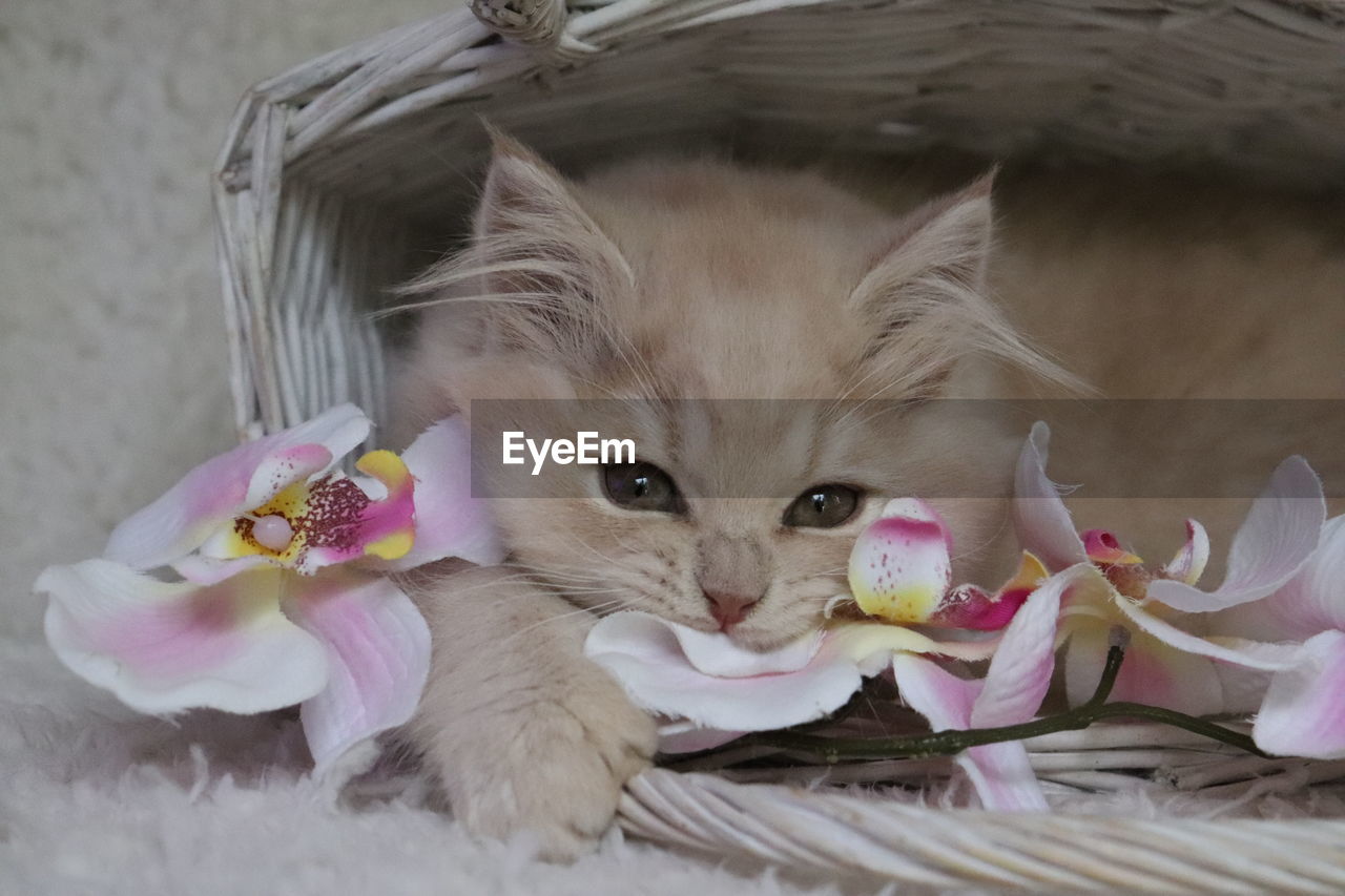 CLOSE-UP PORTRAIT OF KITTEN IN BASKET ON BED