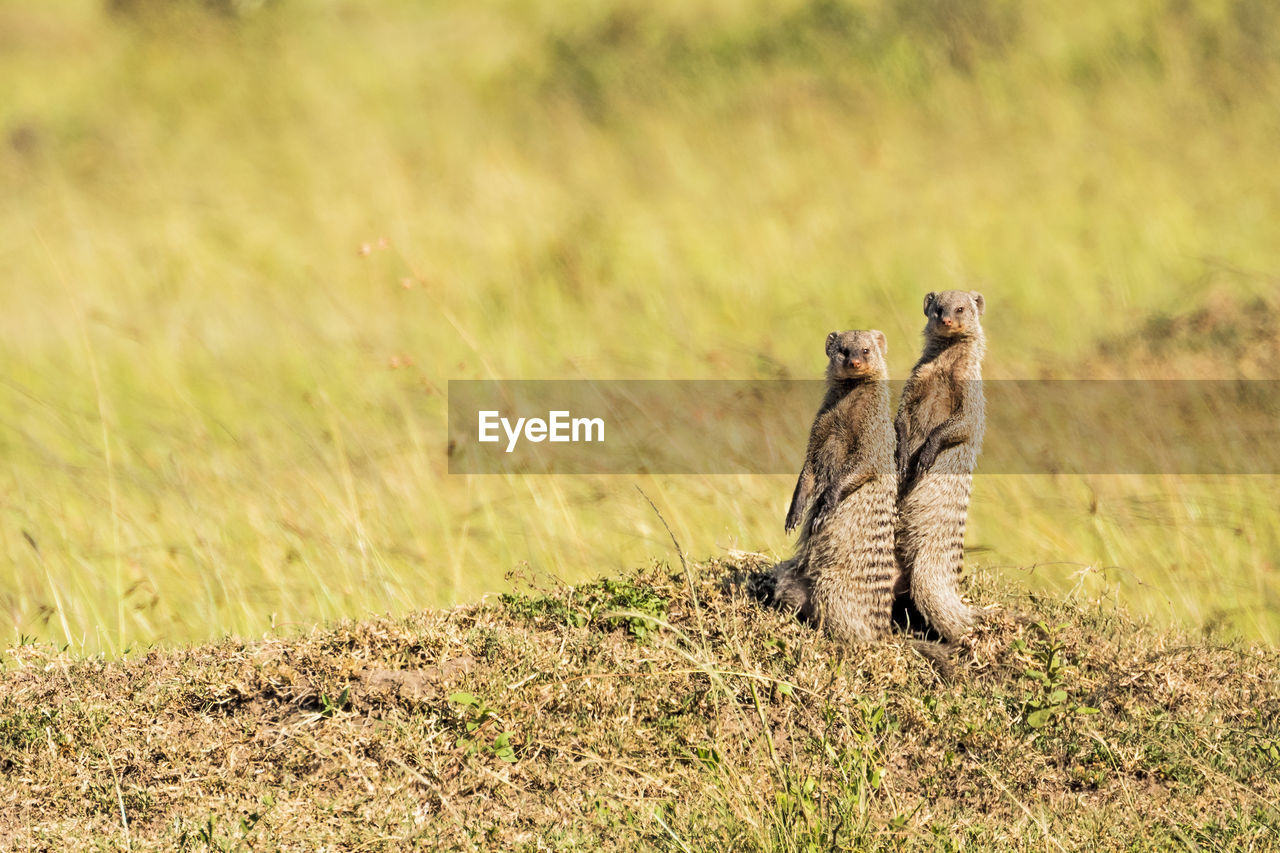 Two meerkats watching us at the mara triangle game reserve, kenya