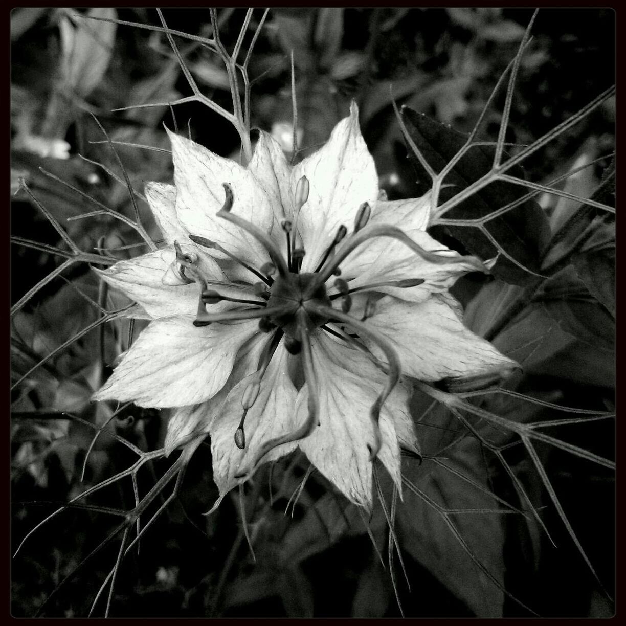 CLOSE-UP OF FLOWERS