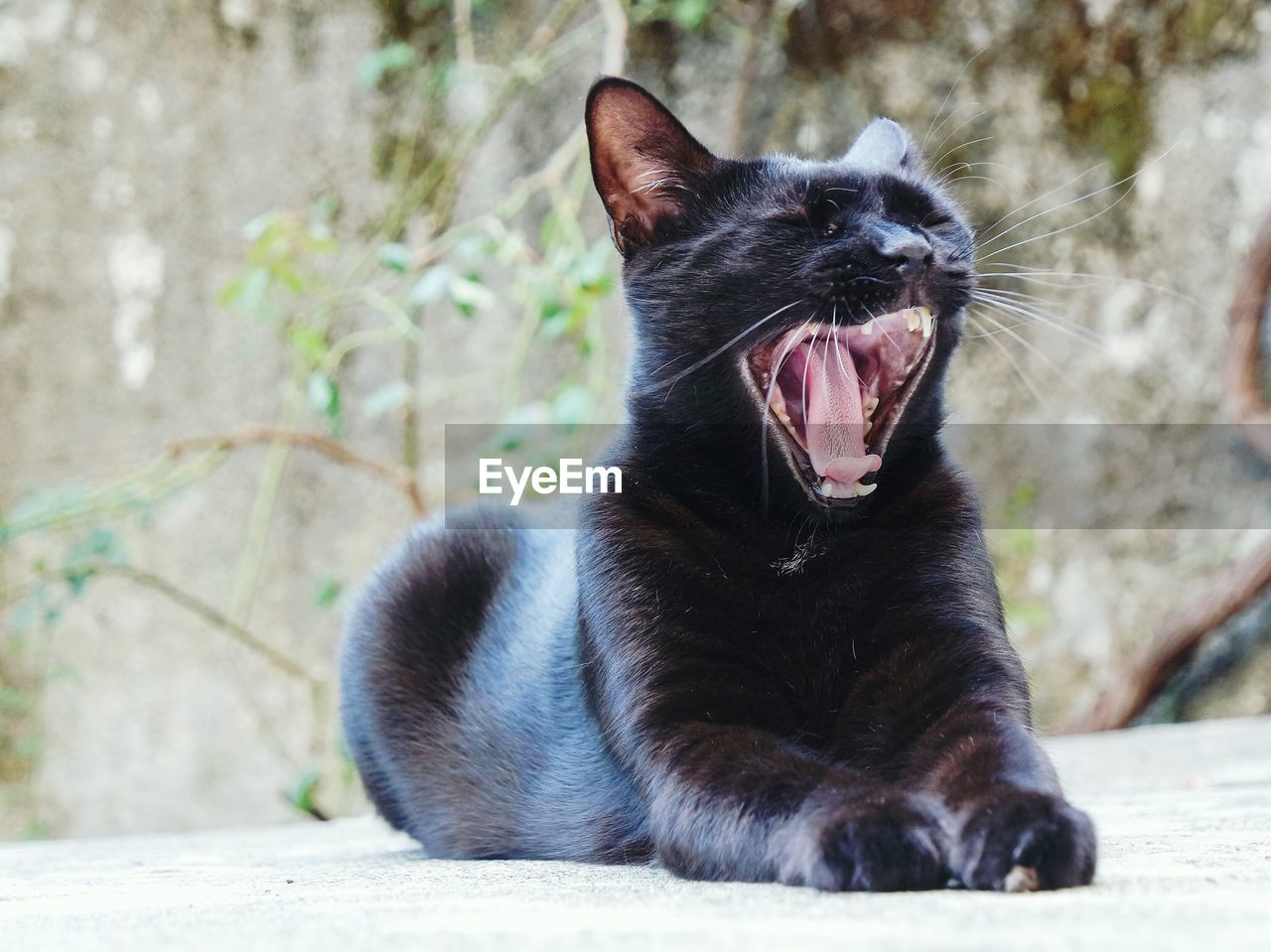 Close-up of black cat yawning on road