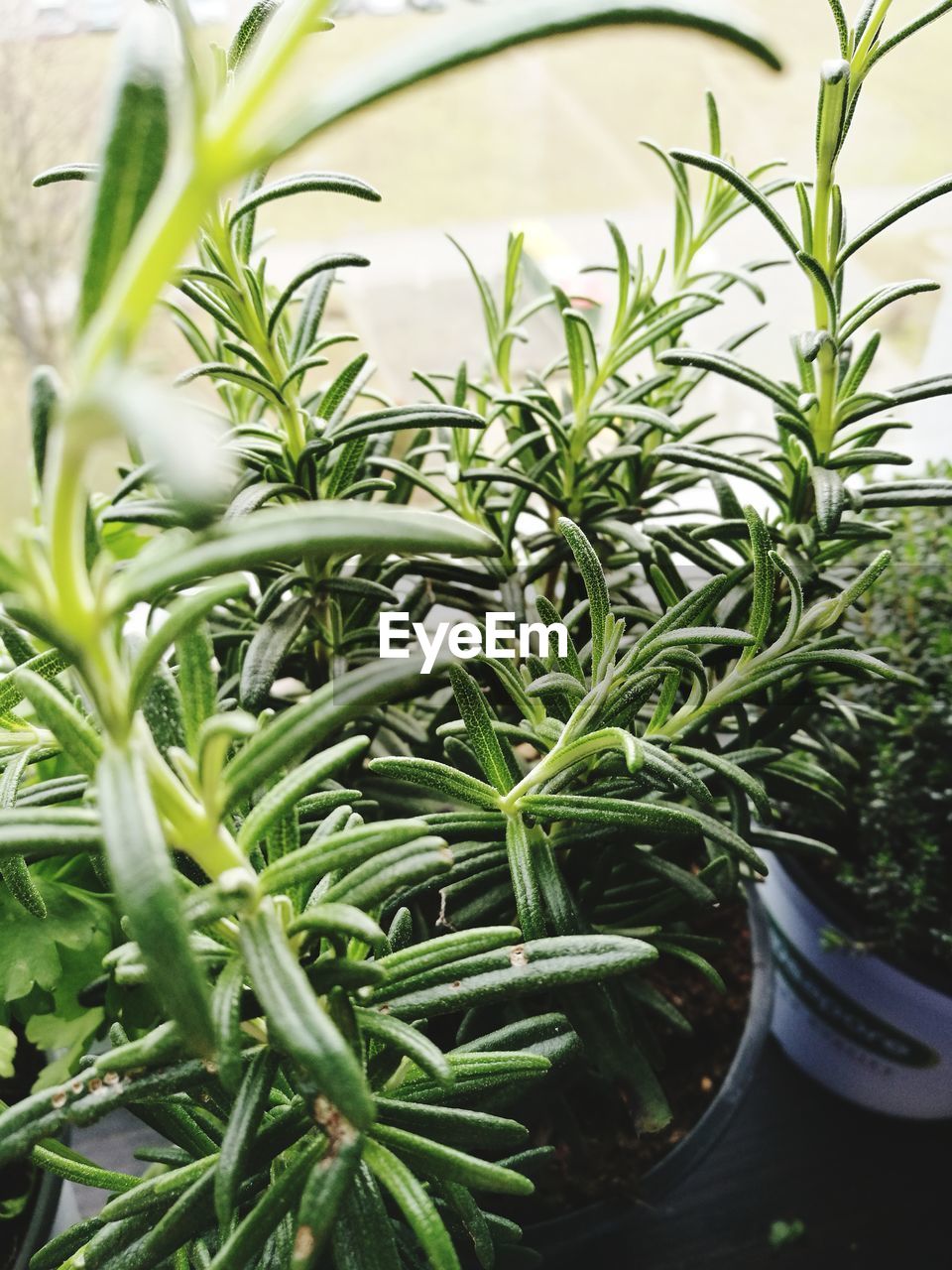 CLOSE-UP OF FRESH PLANT IN GREENHOUSE