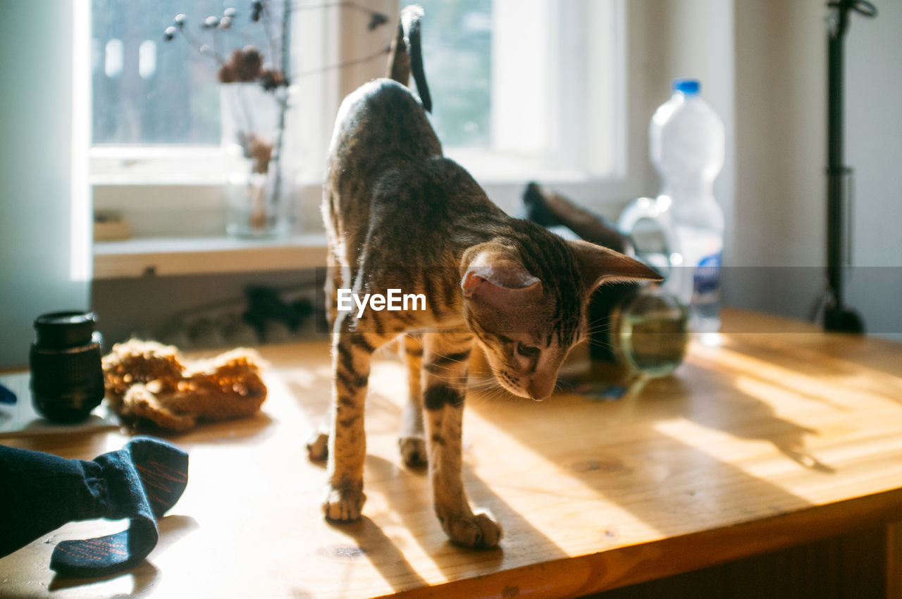 Tabby on table against window at home