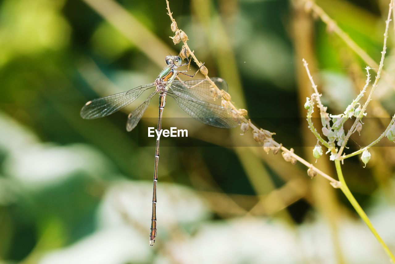 Close-up of insect on plant