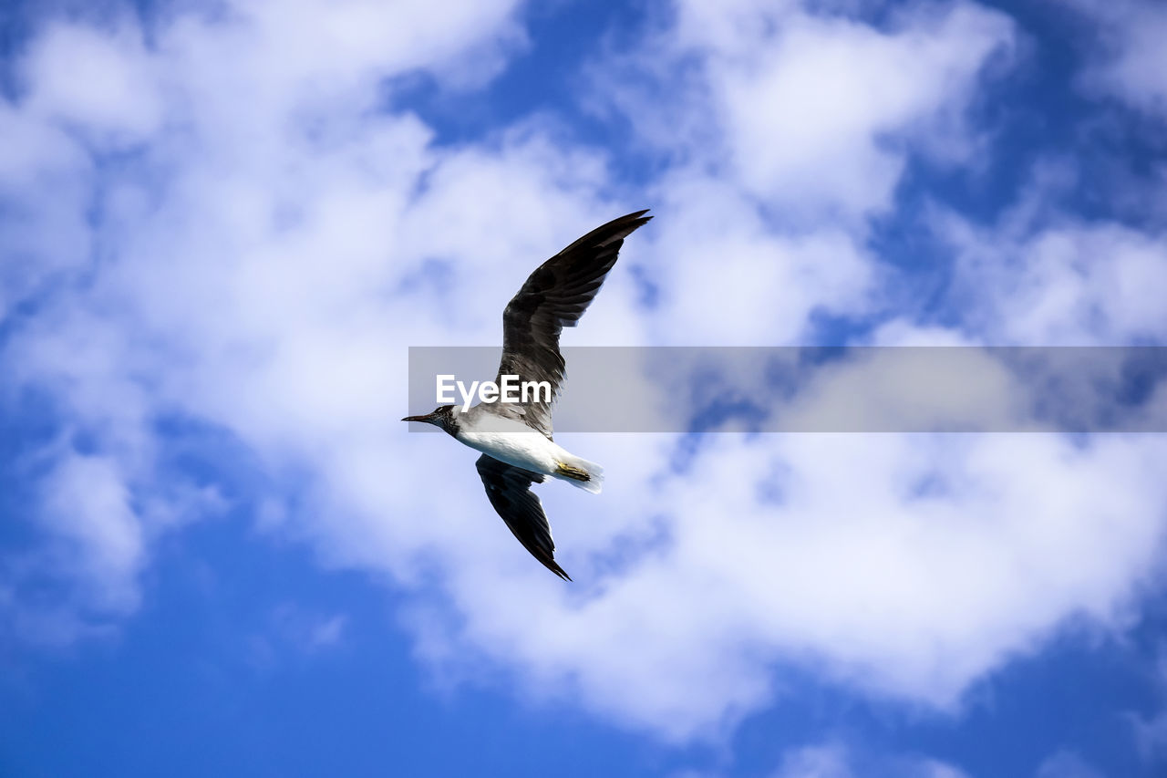 animal themes, animal, animal wildlife, bird, flying, wildlife, sky, cloud, one animal, blue, spread wings, animal body part, mid-air, low angle view, nature, no people, seabird, wing, outdoors, gull, motion, animal wing, day, full length, bird of prey, beauty in nature