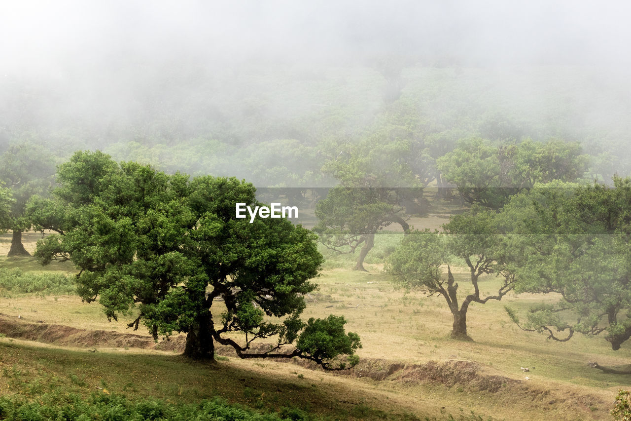 Trees on field against sky