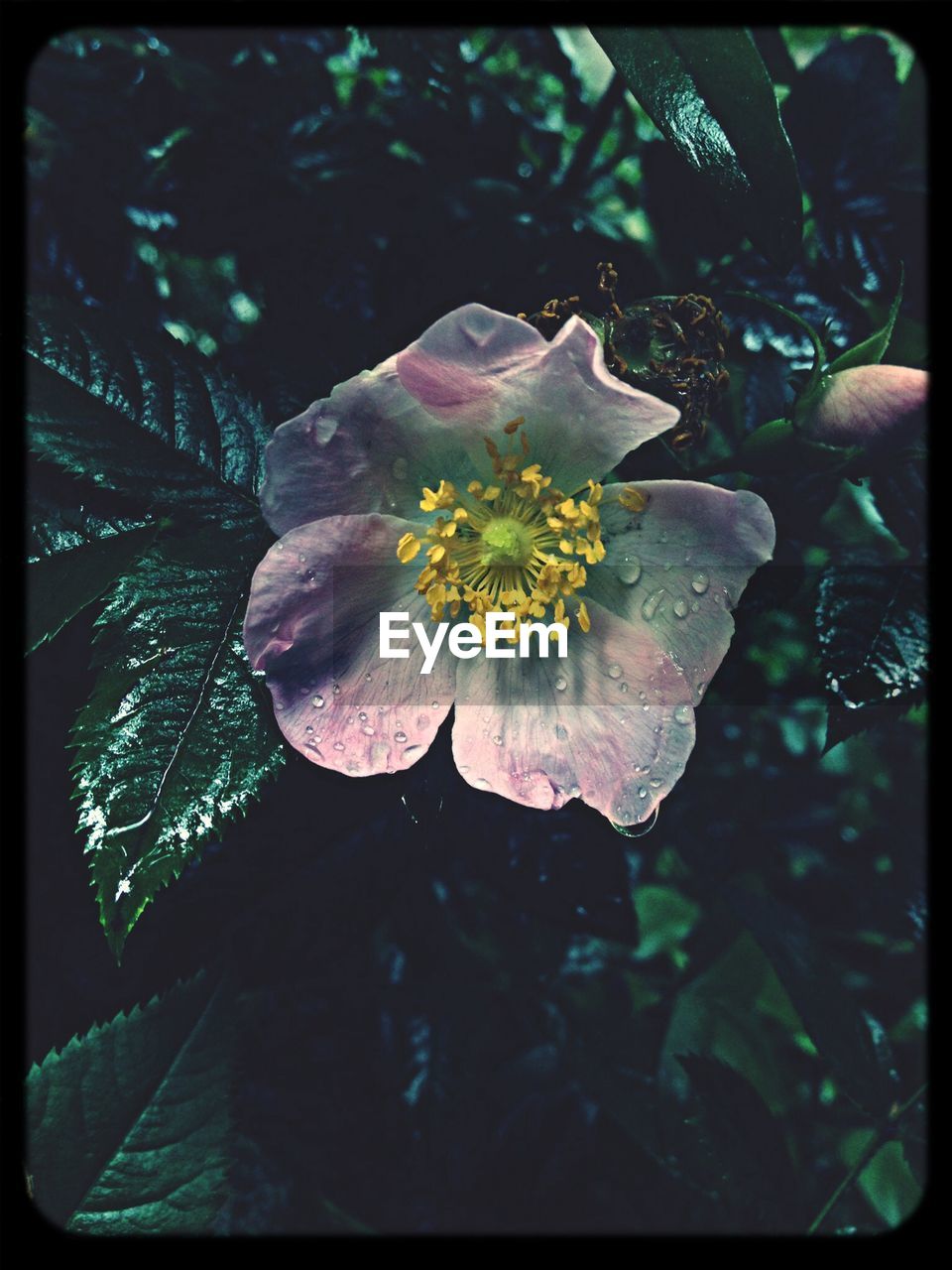 CLOSE-UP OF PINK FLOWER BLOOMING OUTDOORS