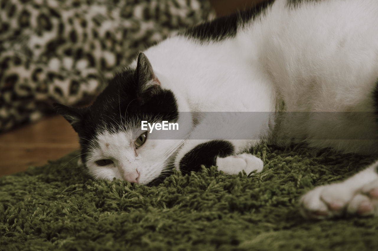 Close-up of cat on carpet at home