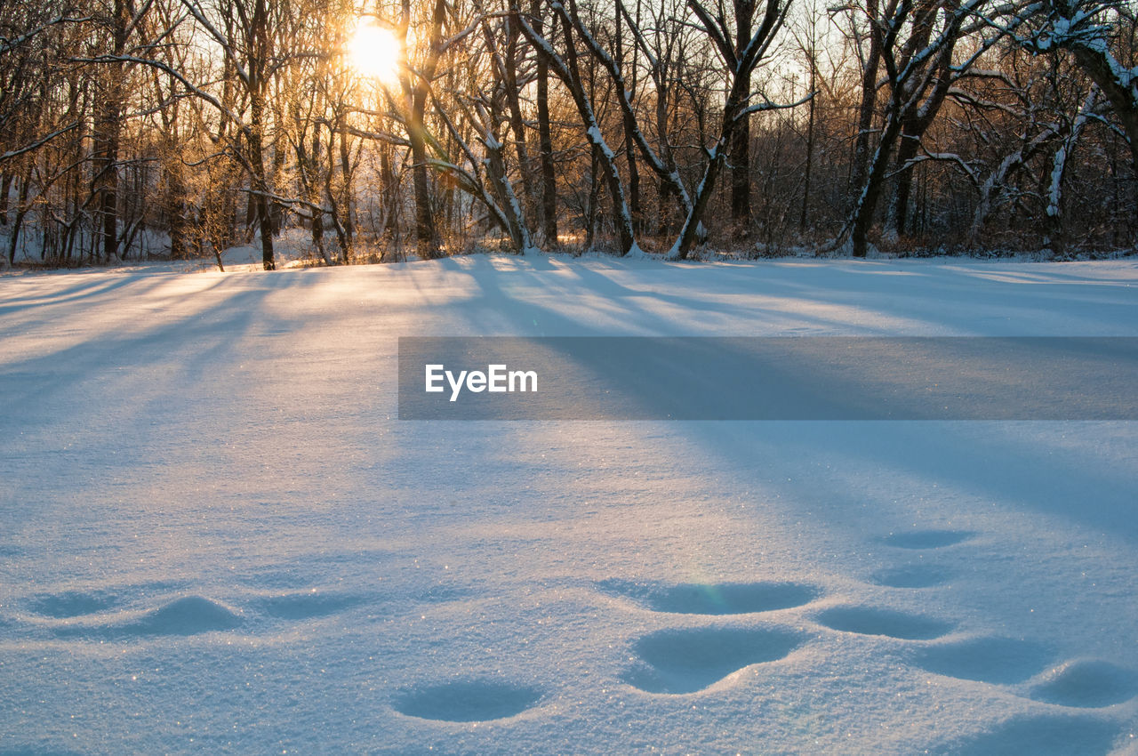 Trees on snow covered landscape during sunset