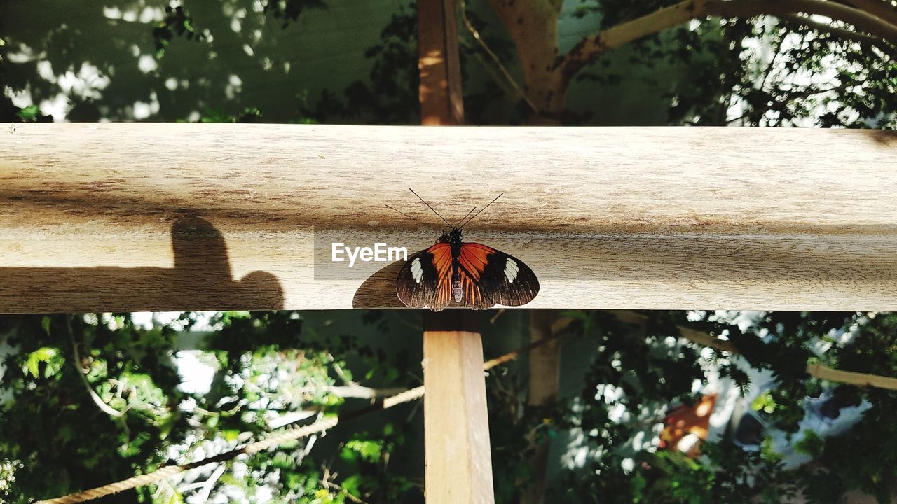 CLOSE-UP OF BUTTERFLY PERCHING ON WOOD