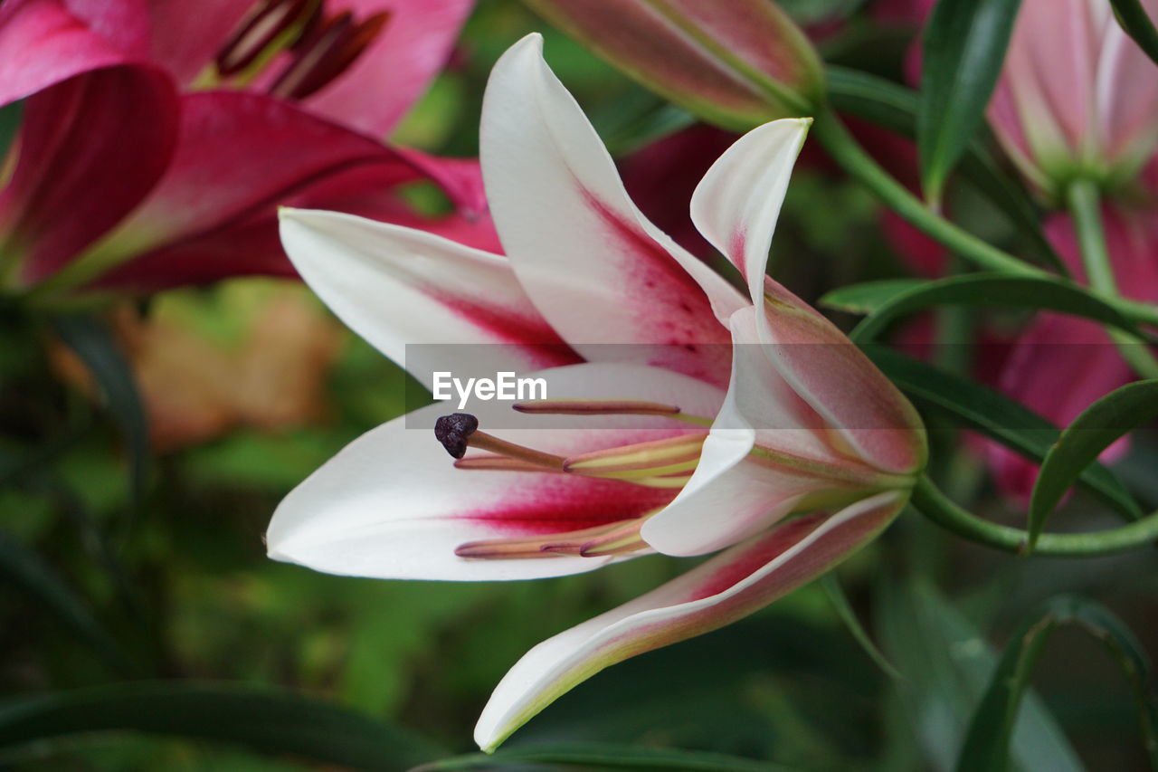 Close-up of pink flowering plant