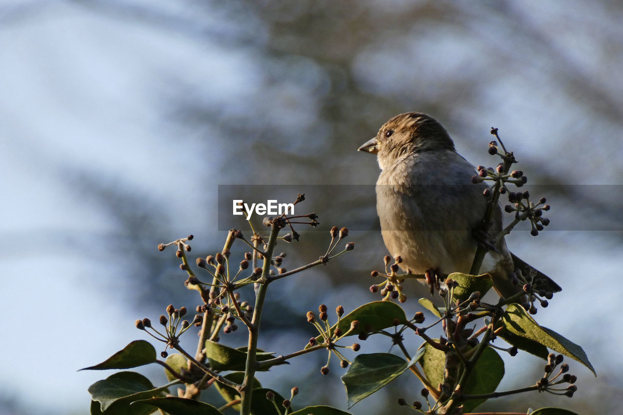 House sparrow in ivy bush