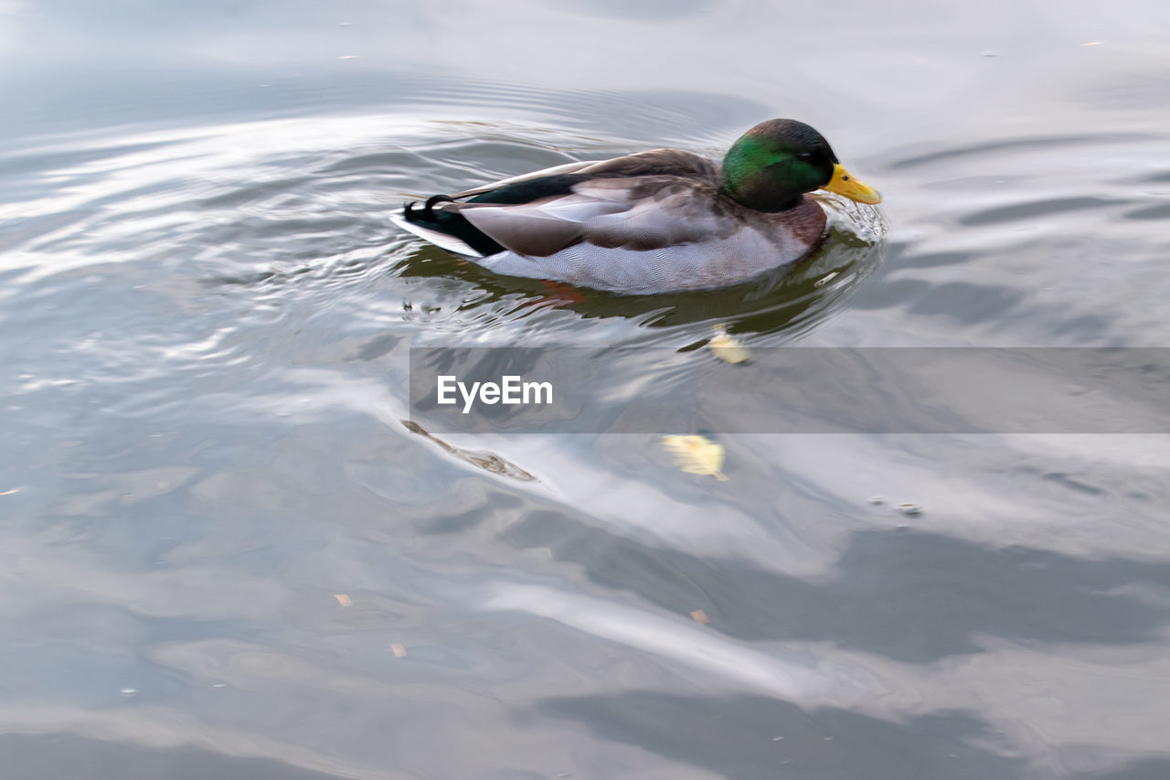 HIGH ANGLE VIEW OF DUCK IN LAKE