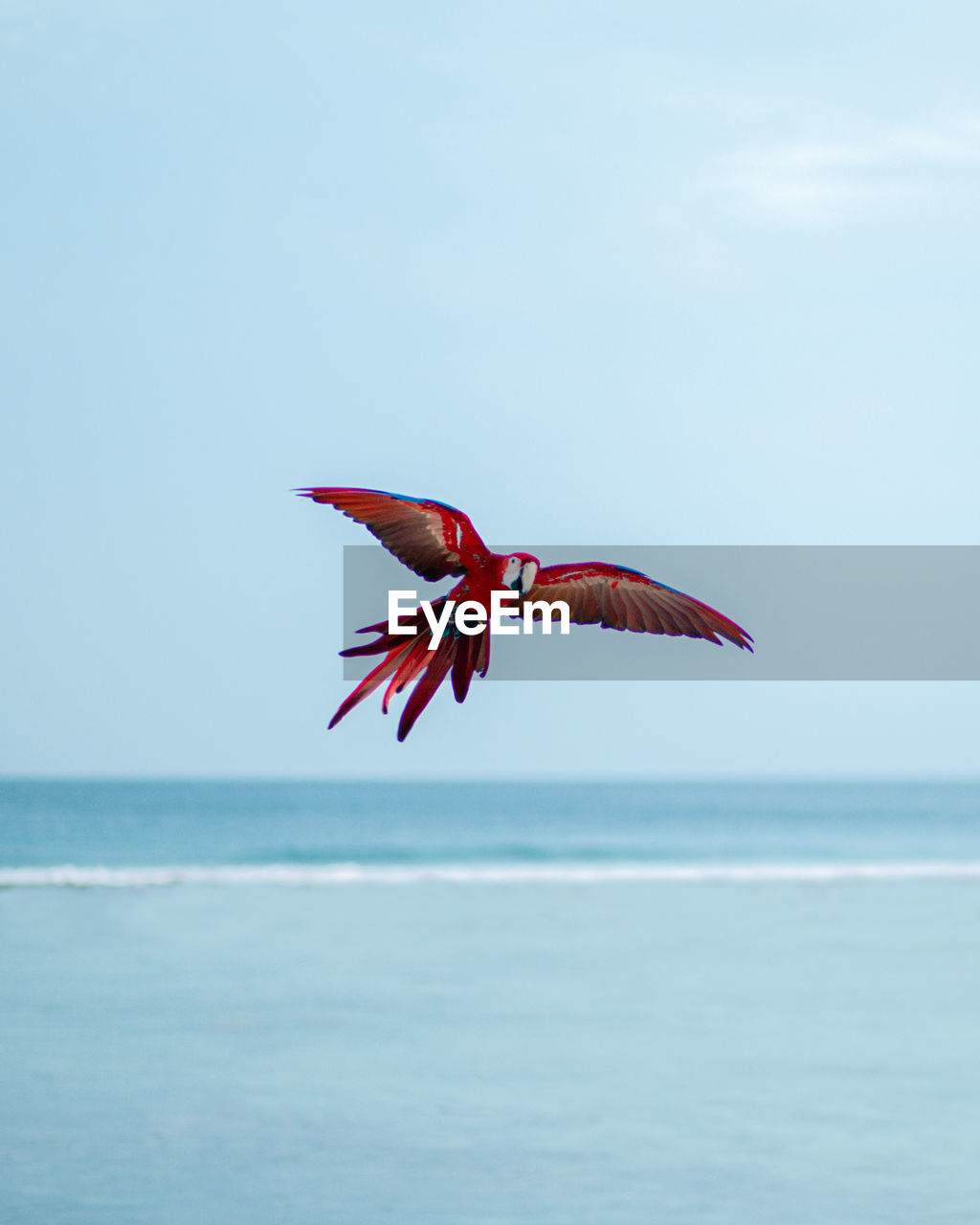 View of a bird flying over sea