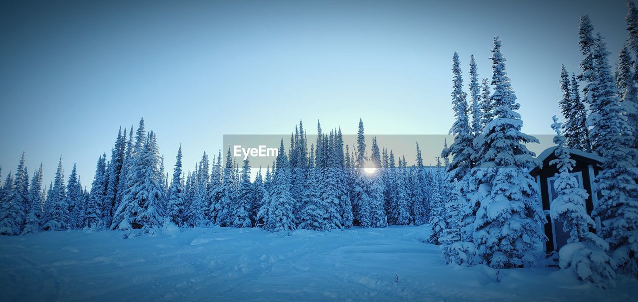 Pine trees on snow covered field against sky