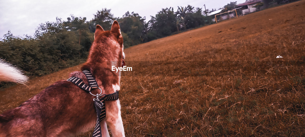 VIEW OF HORSE ON FIELD AGAINST SKY