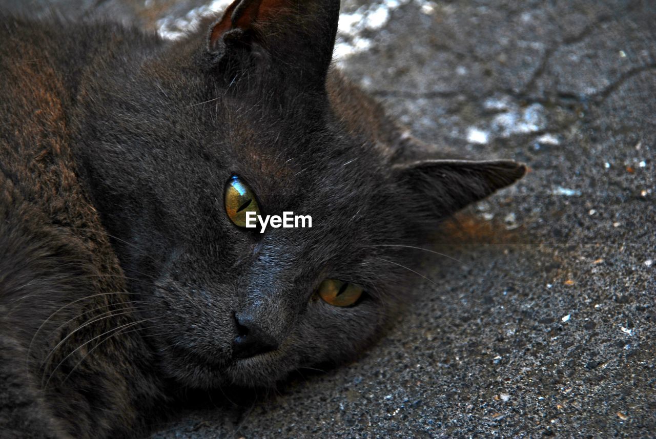 PORTRAIT OF CAT LYING ON GROUND