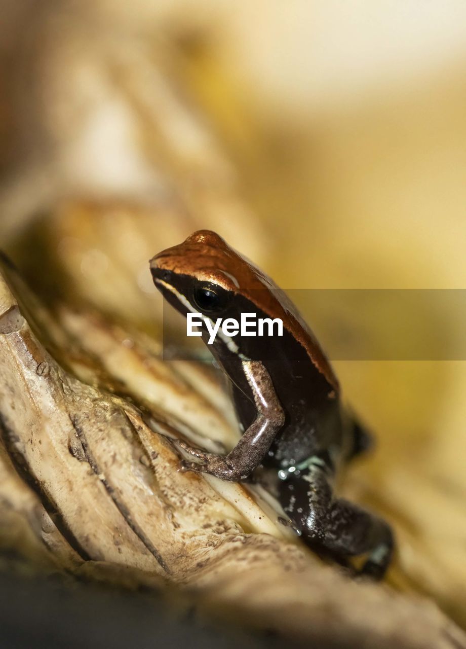 Poison dart frog of insect on wood