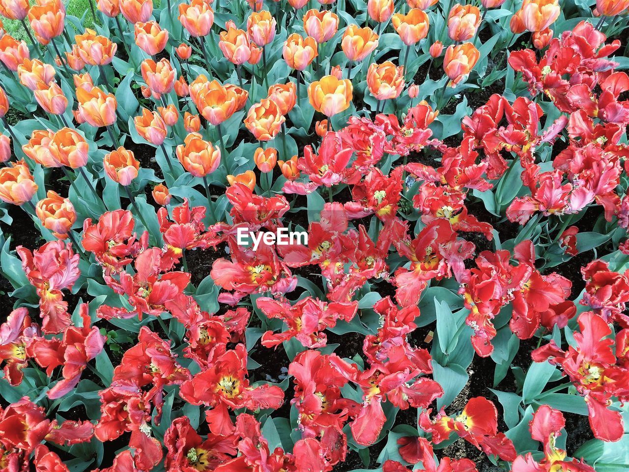 FULL FRAME SHOT OF RED FLOWERING PLANT