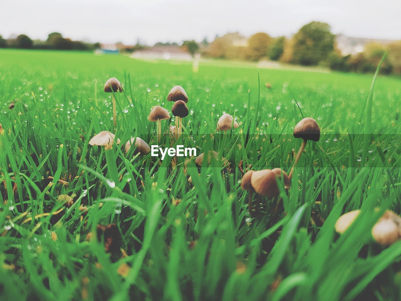 Close-up of mushrooms growing on field