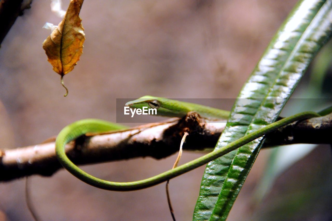 Close-up of green snake on twig