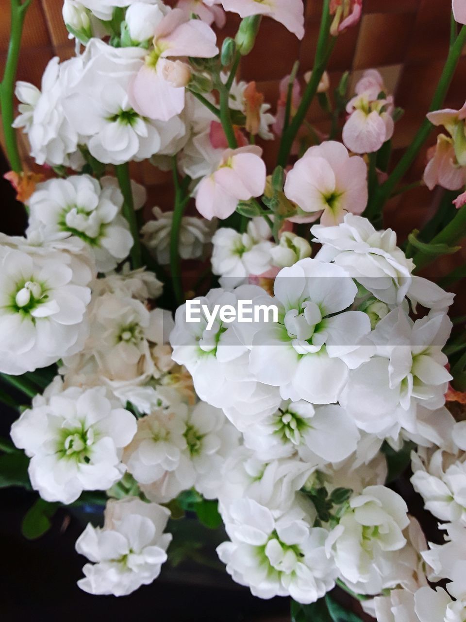 CLOSE-UP OF FRESH WHITE FLOWERS BLOOMING IN SPRING