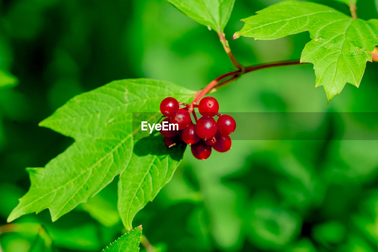 Red berries on green tree