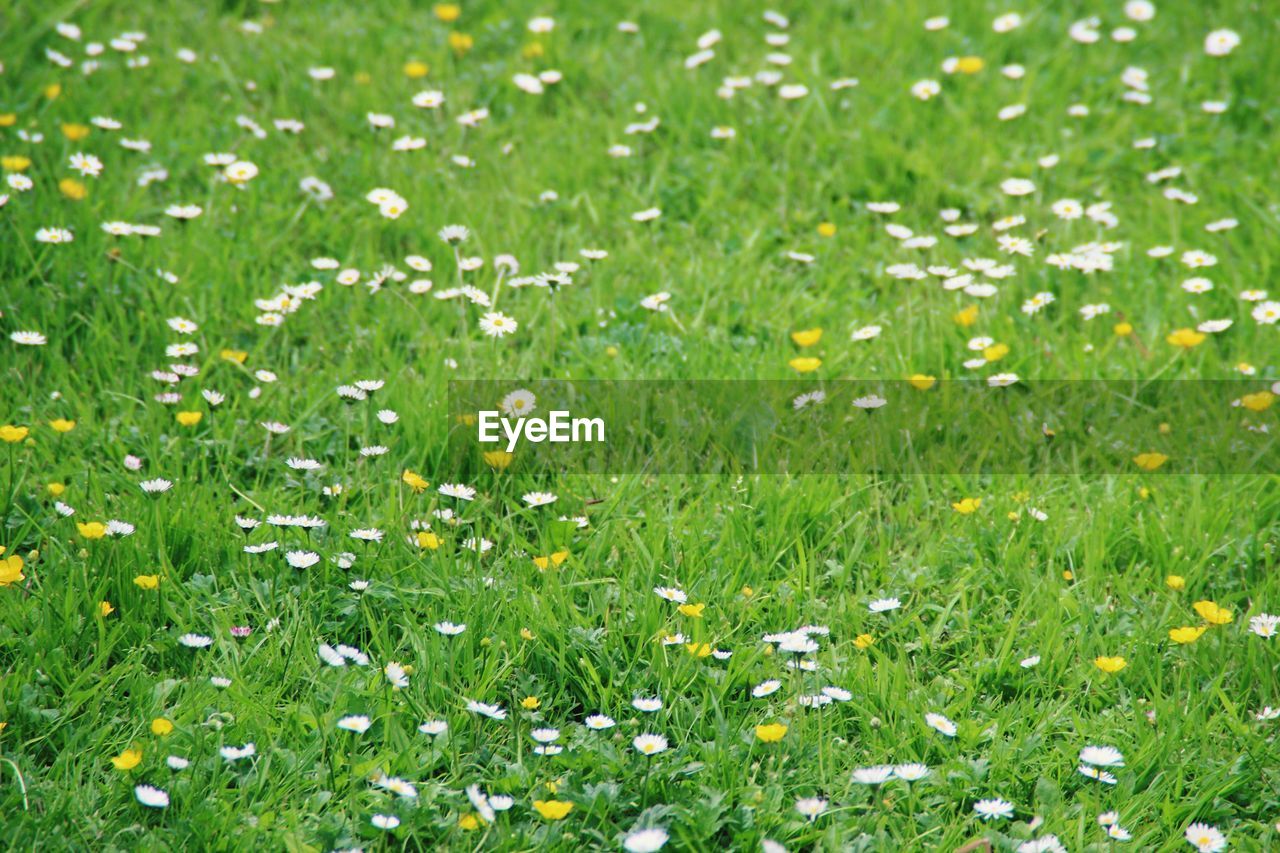 FLOWERS IN FIELD