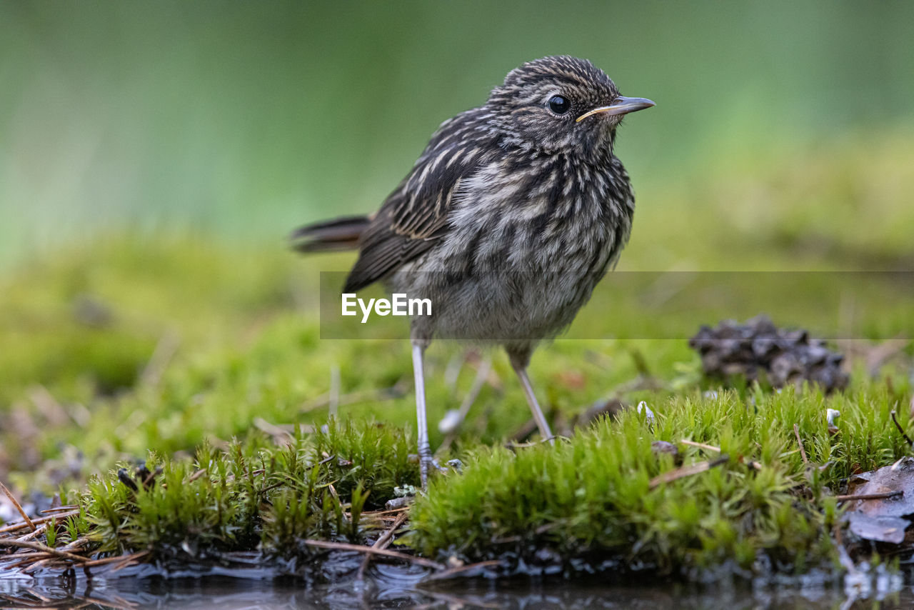 animal themes, animal, animal wildlife, bird, wildlife, nature, one animal, grass, water, beak, no people, full length, selective focus, songbird, plant, outdoors, side view, day, lake, perching, focus on foreground, close-up, worm, beauty in nature, sparrow, environment, meadow, surface level