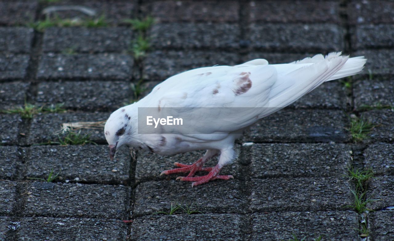 CLOSE-UP OF SEAGULL ON FOOTPATH