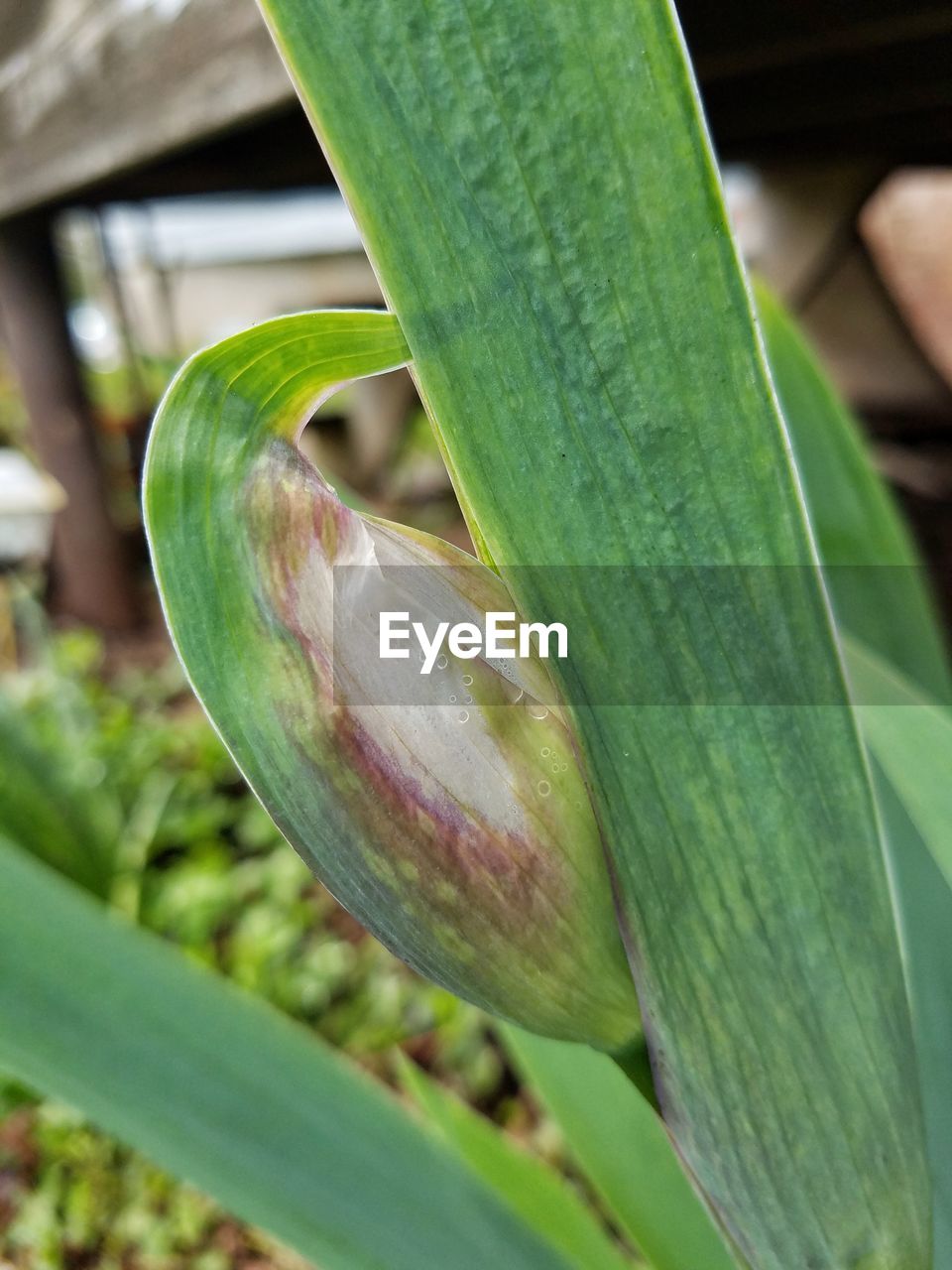 CLOSE-UP OF FRESH PLANT