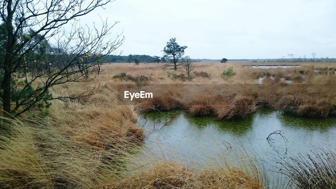 SCENIC VIEW OF LANDSCAPE WITH TREES IN FOREGROUND