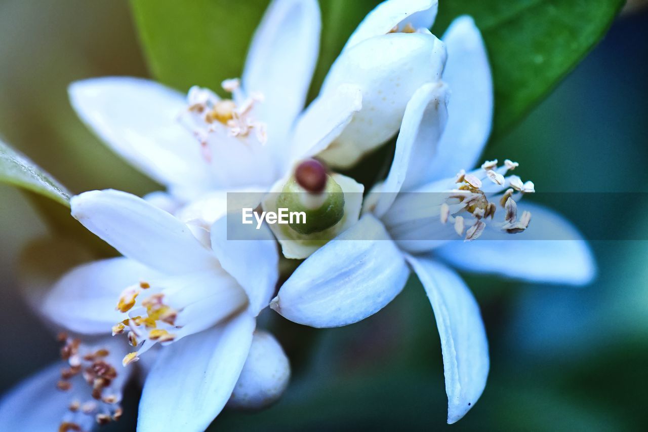 Close-up of white flowering plant