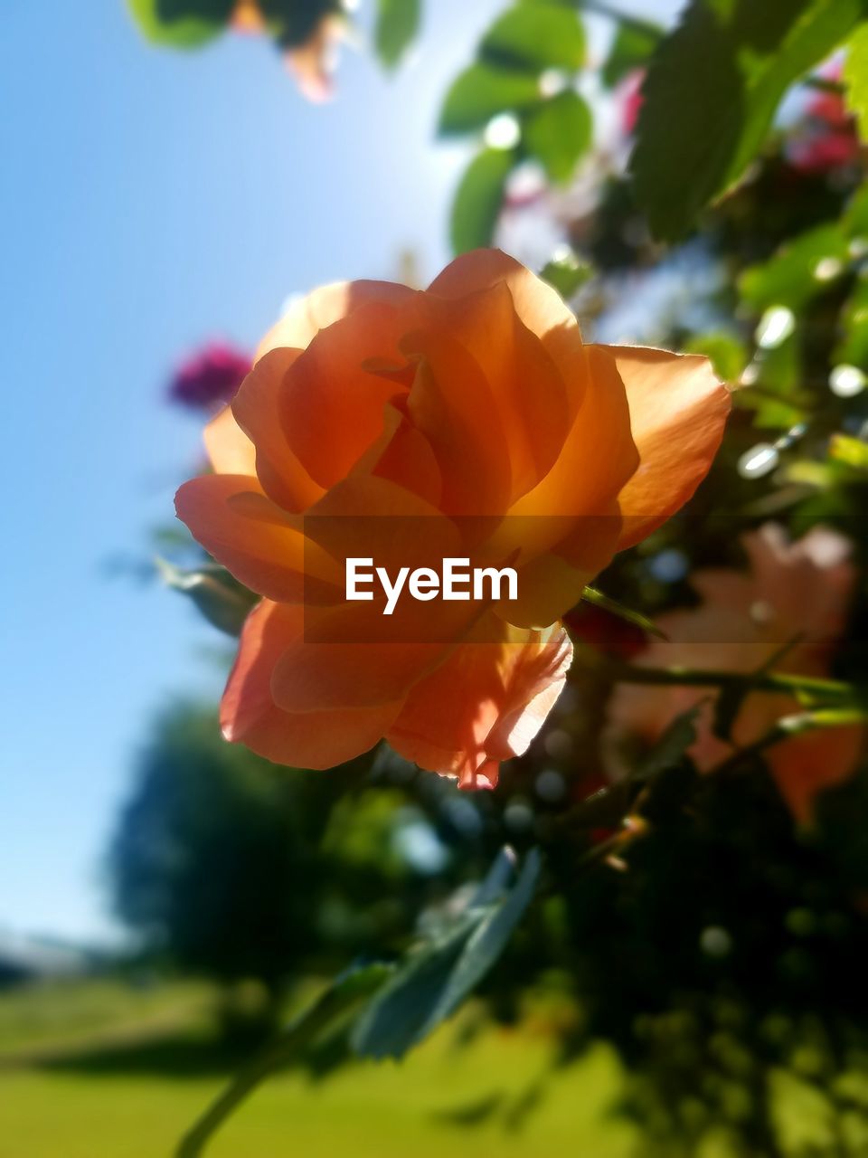 Close-up of orange flower